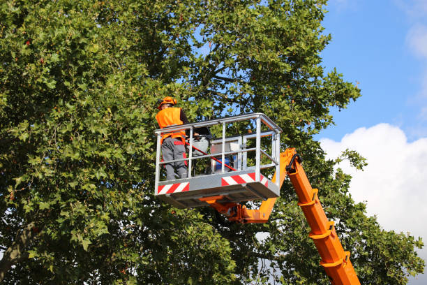 Alexandria, IN Tree Services Company